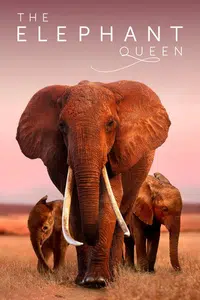 O Rei Elefante